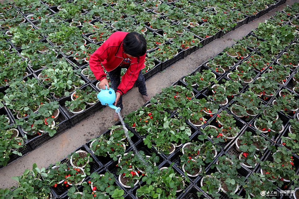 棗莊：“草莓盆景”開闢農民脫貧致富新路