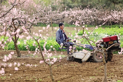 【中首 陜西  圖】桃花叢中忙春耕