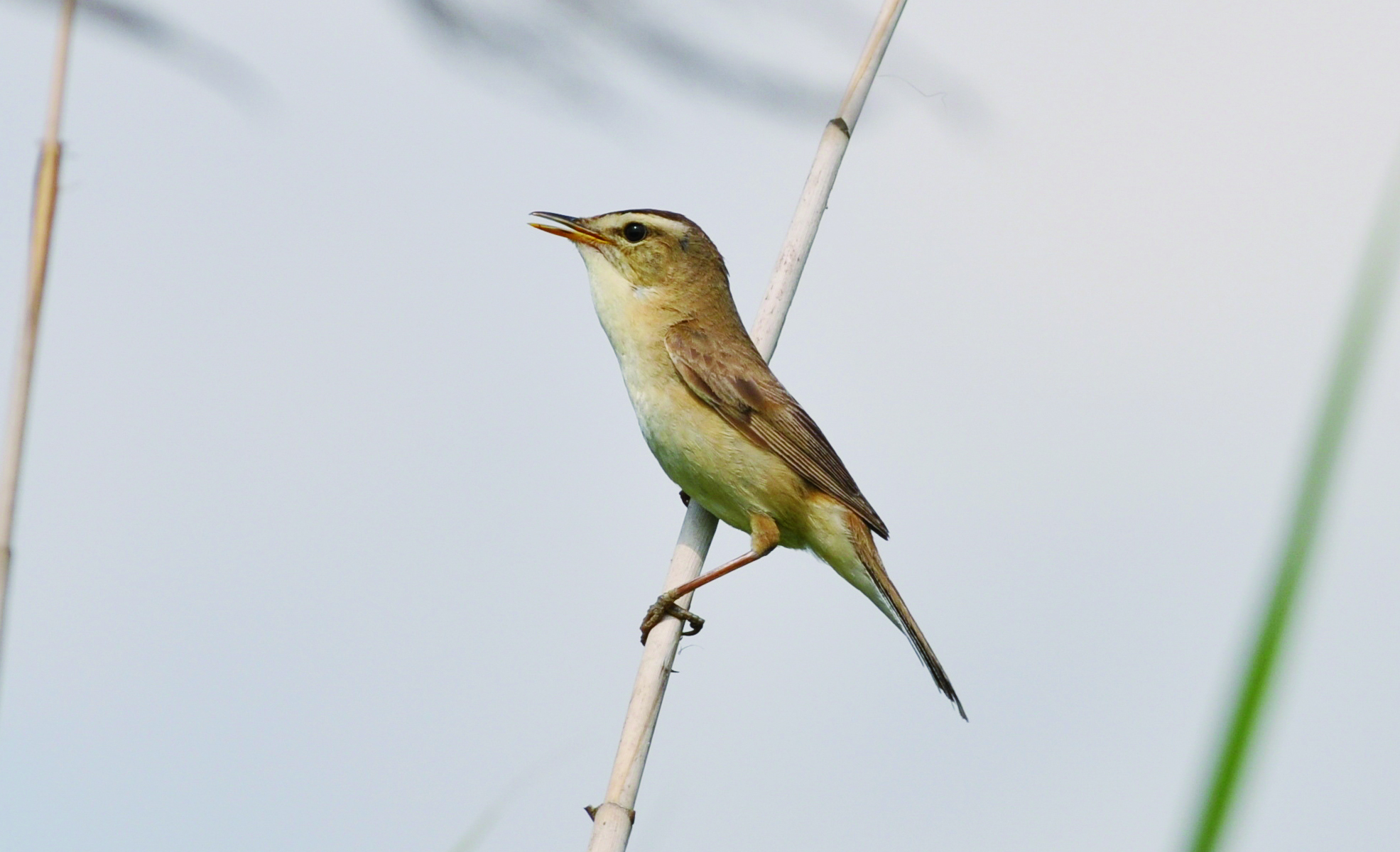 報春鳥