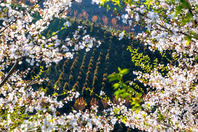 信陽商城：櫻花開春意濃