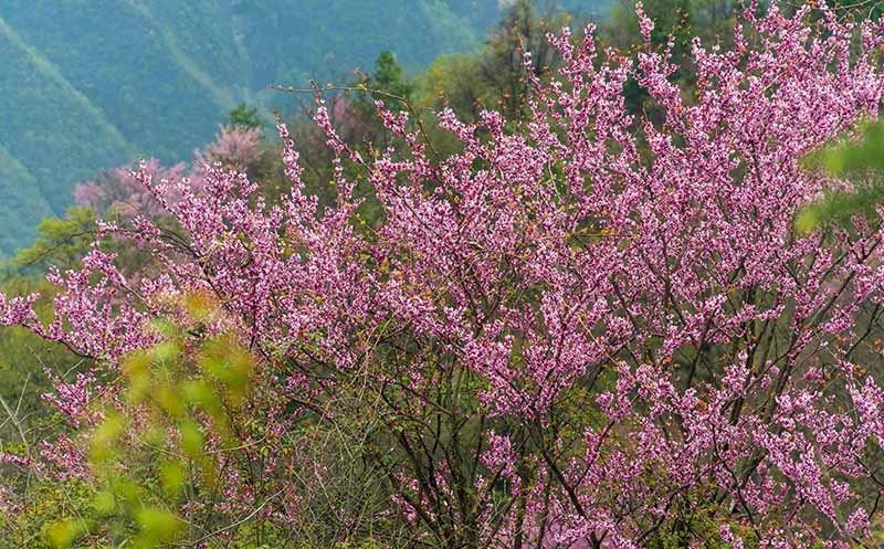 湖北保康：紫荆花开灿若霞