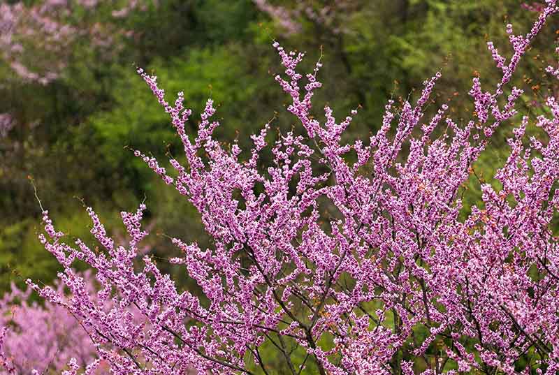 湖北保康：紫荆花开灿若霞