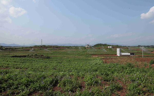 圖片默認標題_fororder_湖口鎮張屋村的眾田中草藥種植基地 中共南雄市委宣傳部供圖