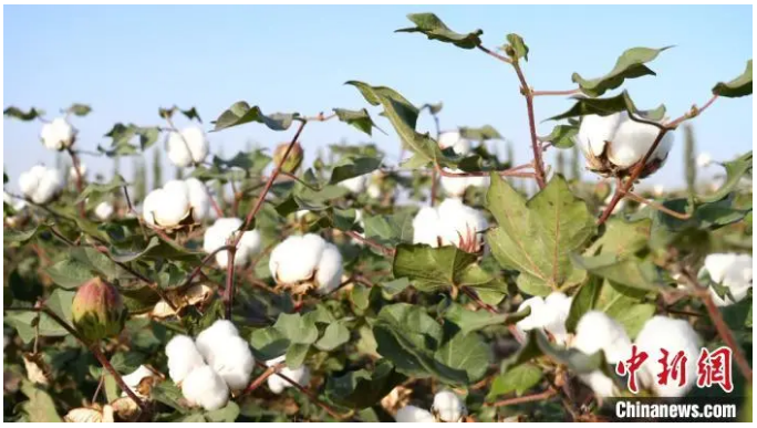 H&M, 나이키 등 브랜드, 신강 면화에 대해 아무것도 모른다!_fororder_1