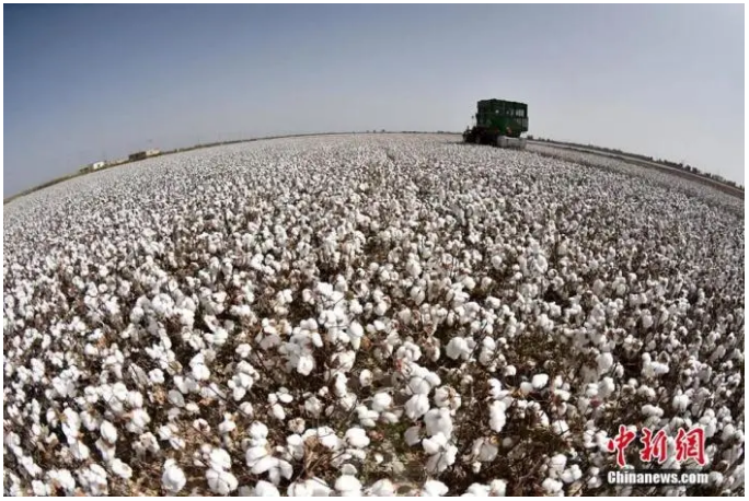 H&M, 나이키 등 브랜드, 신강 면화에 대해 아무것도 모른다!_fororder_222