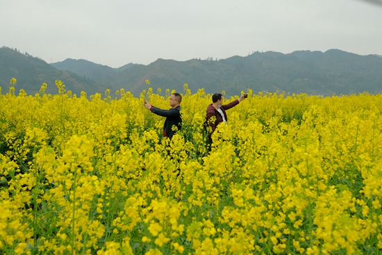 【OK】貴州天柱： 6萬畝高産油菜添景致