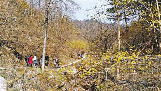 【中首 陜西 圖】擇一地賞花 遇十里春風