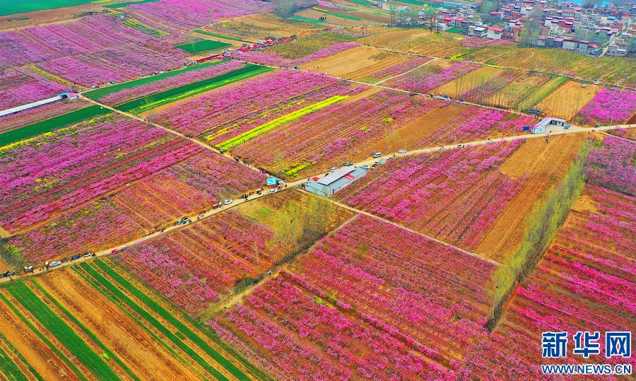 河南尉氏：万亩桃花盛开 游客纷至沓来_fororder_2