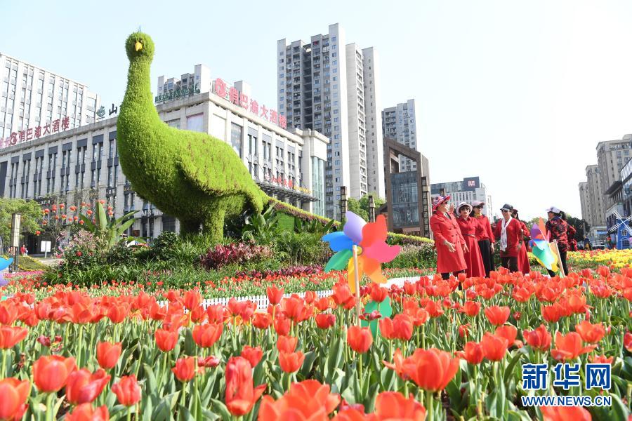 【城市远洋带图】重庆巴南：郁金香绽放迎客