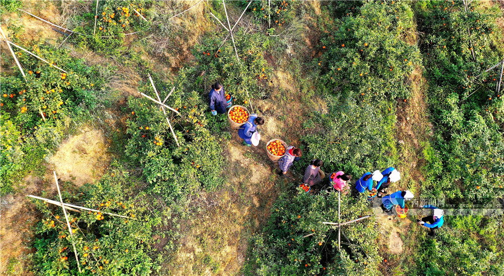 廣西南丹：種植黃金果 帶動鄉村遊