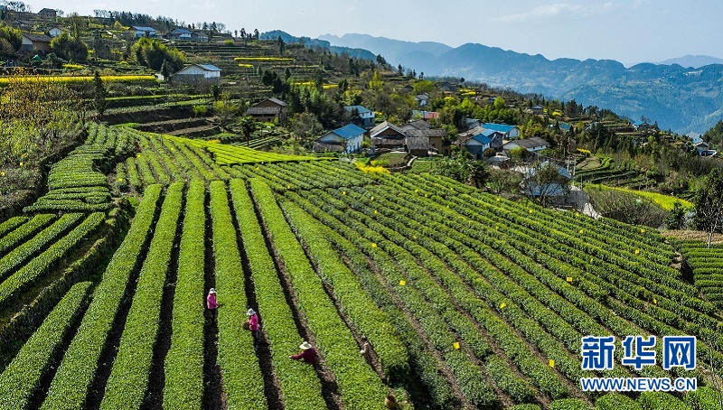 湖北秭歸：萬畝茶園吐新綠 茶農搶採“明前茶”