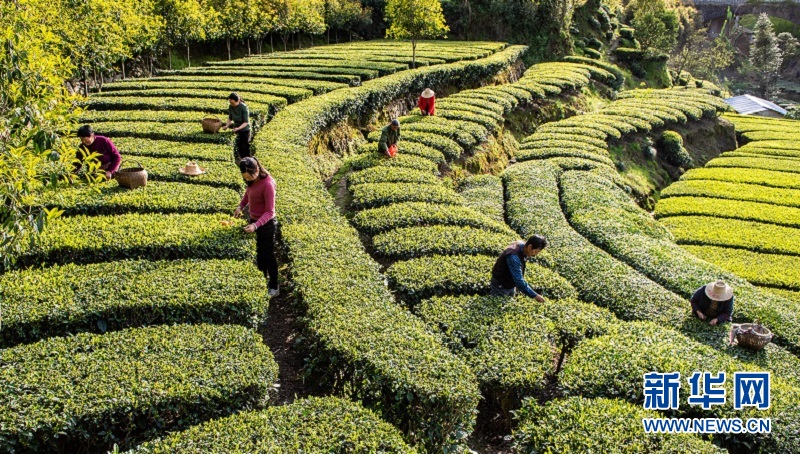 湖北秭归：万亩茶园吐新绿 茶农抢采“明前茶”