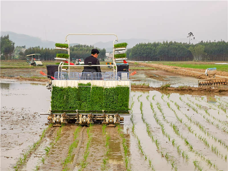 今年春耕，廣西水稻播種增加不少“科技范”