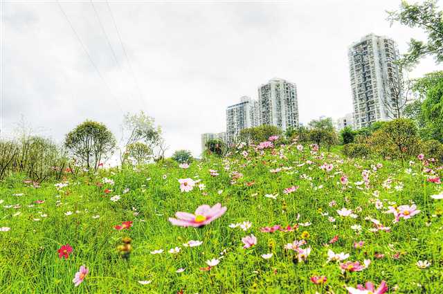 【要聞 摘要】重慶主城新增綠化753萬平方米