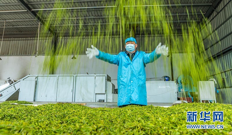 湖北秭歸：萬畝茶園吐新綠 茶農搶採“明前茶”