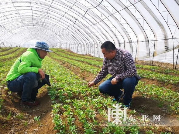 農民的兒子耿世龍：發展中草藥産業 帶領家鄉父老走上致富路