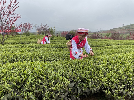 （原創）2021年貴州省春季採茶技能競賽決賽六盤水選拔賽開賽_fororder_比賽現場