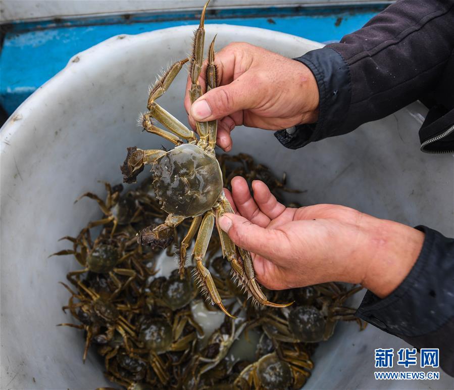 太湖“水上牧场”开启丰收季