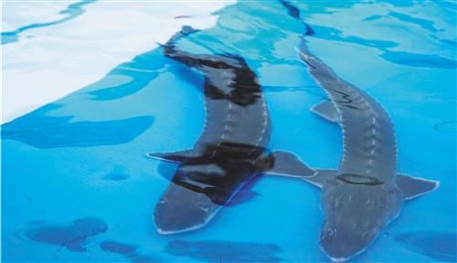 图片默认标题_fororder_中华鲟