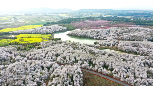 郎溪縣新和千畝櫻花 (圖源:郎溪縣文化和旅遊局)