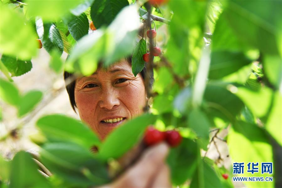 邹城樱桃采摘忙