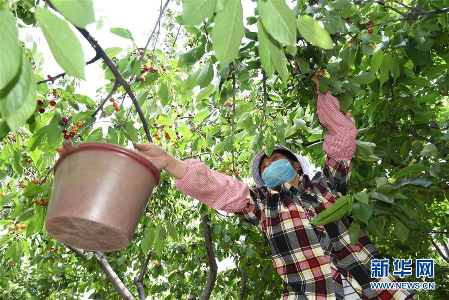 邹城樱桃采摘忙