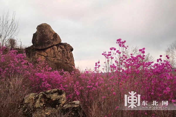 黑河孙吴县发现500公顷原生态野生兴安杜鹃