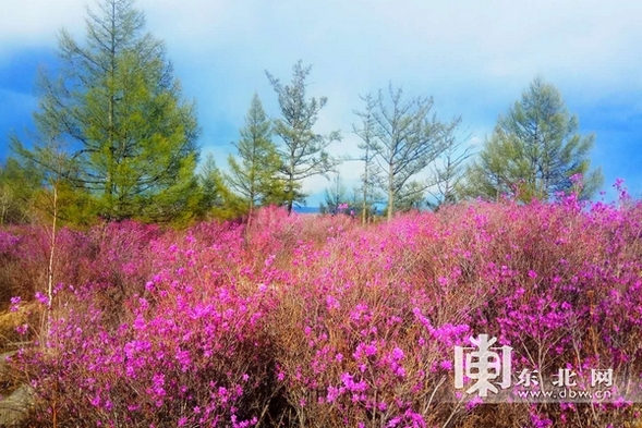黑河孙吴县发现500公顷原生态野生兴安杜鹃