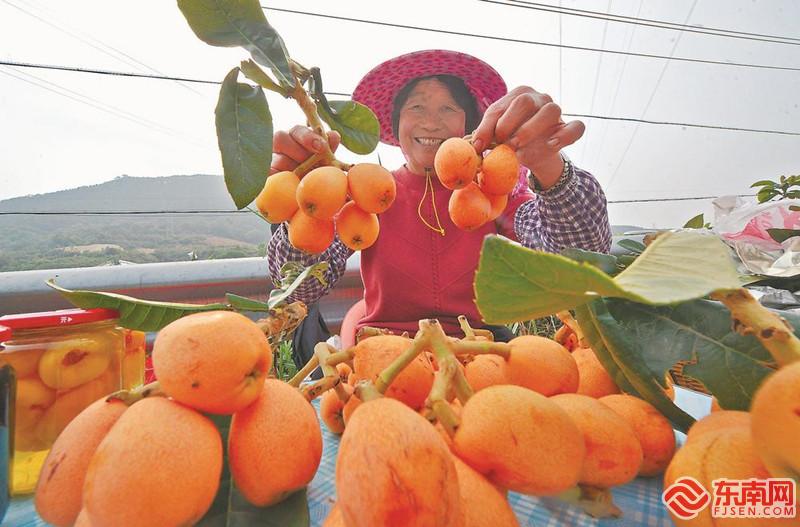 泉港涂岭镇：“云”飨枇杷