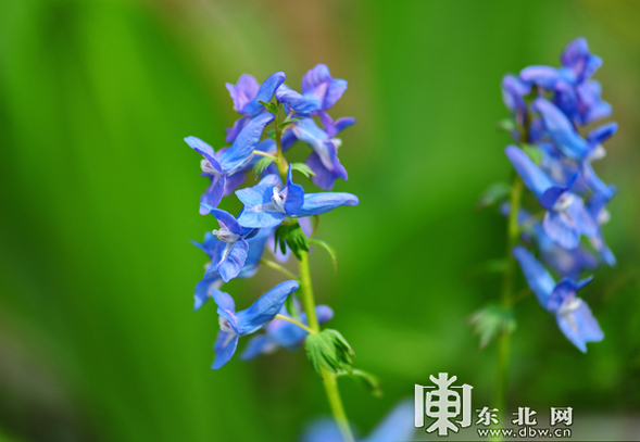 又到山花爛漫時