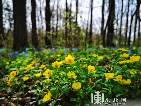 又到山花爛漫時