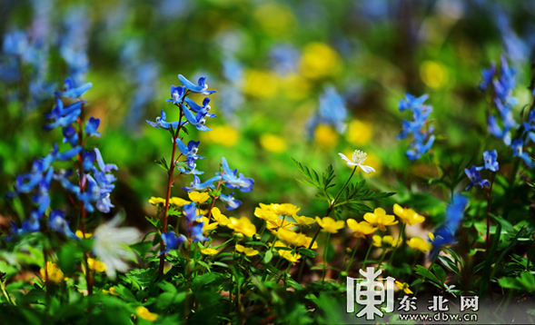 又到山花爛漫時