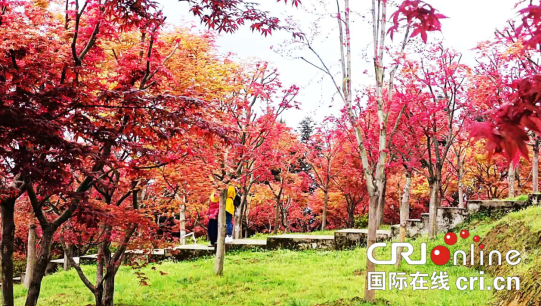 【原創】重慶巴南：五洲園紅楓迎來最佳觀賞期_fororder_微信圖片_20210328154855