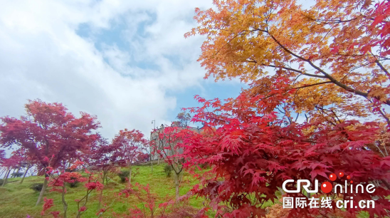 【原創】重慶巴南：五洲園紅楓迎來最佳觀賞期_fororder_微信圖片_20210328154841