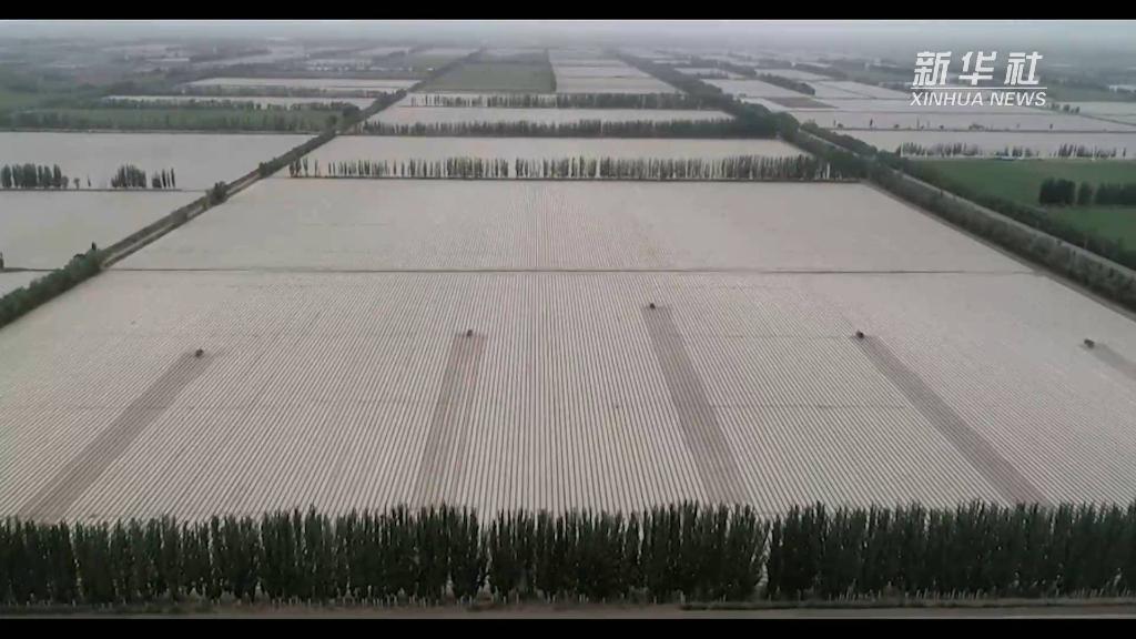 Silakan BCI Berpendirian Tepat Pada Isu Kapas Xinjiang_fororder_xj7