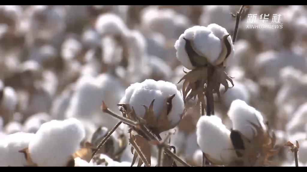 Silakan BCI Berpendirian Tepat Pada Isu Kapas Xinjiang_fororder_xj6