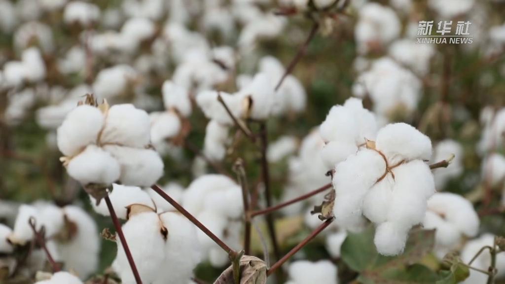 Silakan BCI Berpendirian Tepat Pada Isu Kapas Xinjiang_fororder_xj5