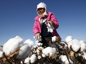 Silakan BCI Berpendirian Tepat Pada Isu Kapas Xinjiang