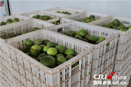 图片默认标题_fororder_5、宾川县特产柑橘正在准备往各地发货_副本_副本