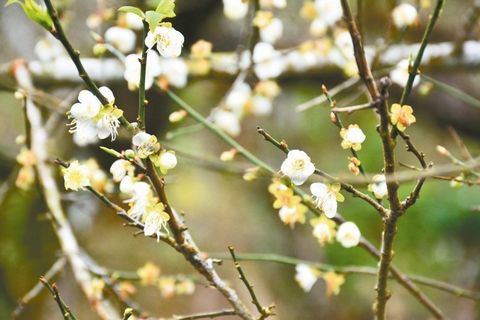 臺(tái)南梅嶺梅花在冬雨滋潤(rùn)下綻放 游客直呼美極了