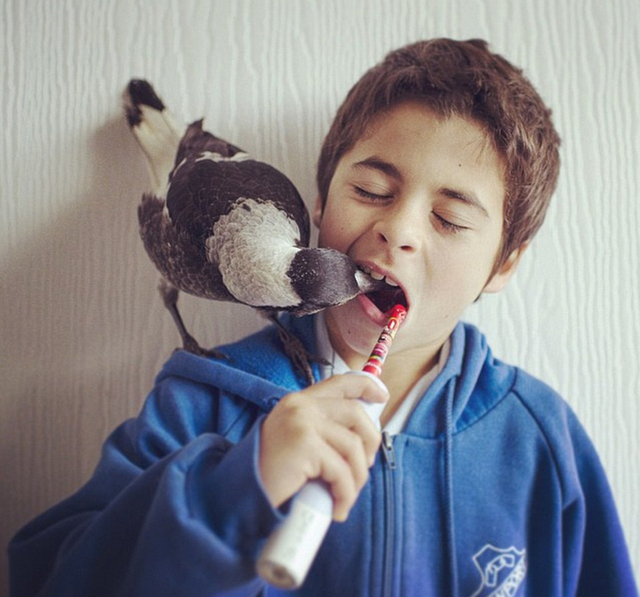 又一个动物成精？英国喜鹊“抽烟”照蹿红网络