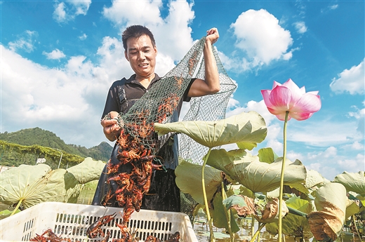 南宁：发展稻虾产业 助力乡村振兴