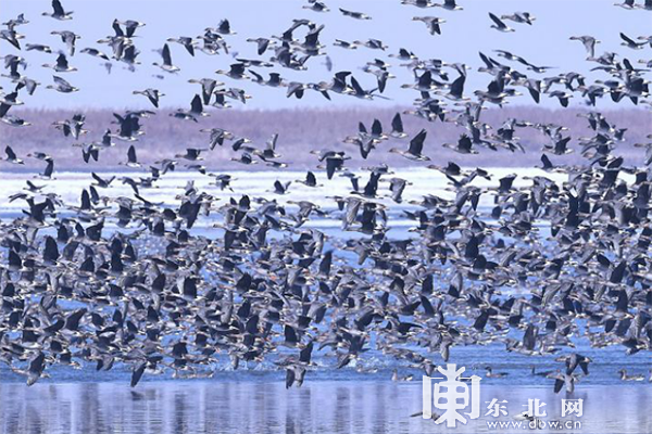 龙江春季观鸟地图：追寻空中精灵一同叫醒春天