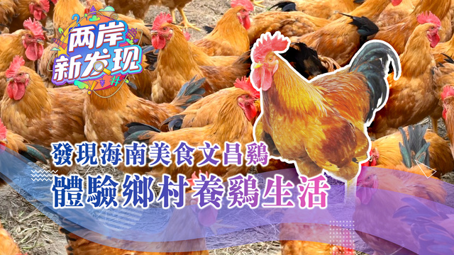 【两岸新发现】发现海南美食文昌鸡  体验乡村养鸡生活_fororder_webwxgetmsgimg (7)