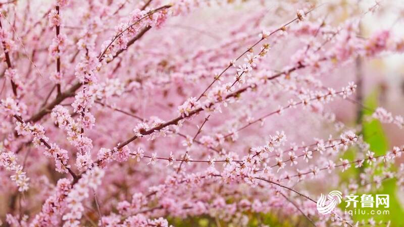 诗画德州：千株榆叶梅恬静绽放 漫步其间宛若童话世界