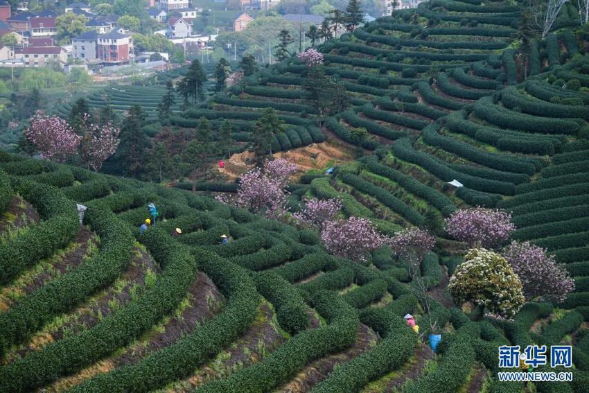 Menikmati Bunga Sakura di Taman Teh_fororder_teh6