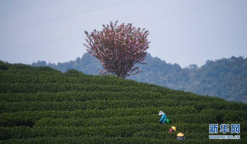 Menikmati Bunga Sakura di Taman Teh_fororder_teh3