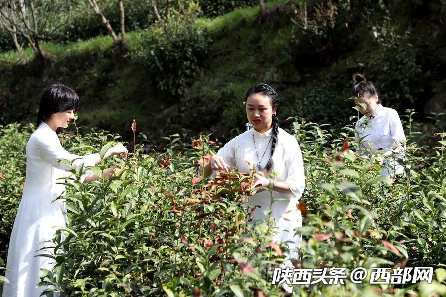 （轉載）秦嶺山水潤春茶 陜西鎮安10萬畝象園茶新鮮上市