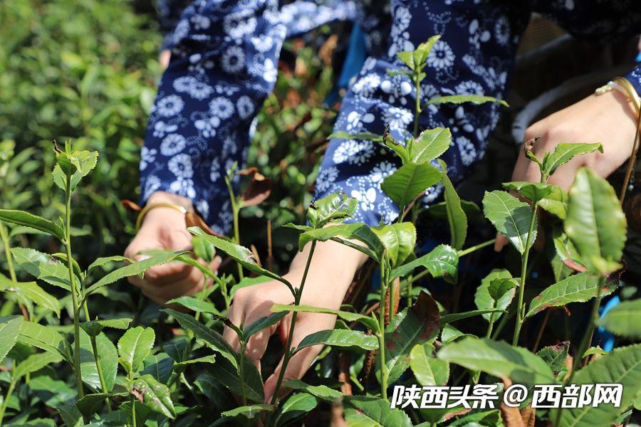 （轉載）秦嶺山水潤春茶 陜西鎮安10萬畝象園茶新鮮上市