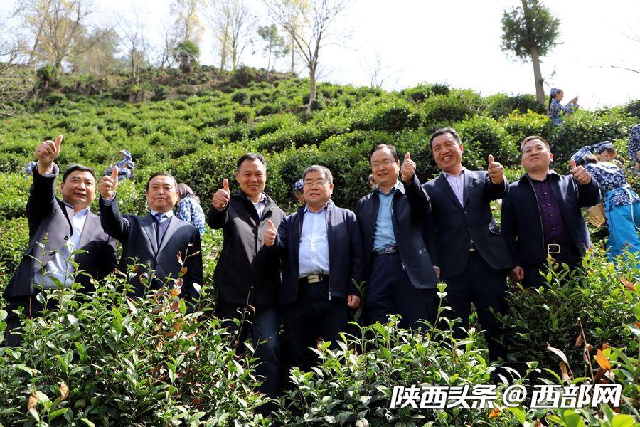 （轉載）秦嶺山水潤春茶 陜西鎮安10萬畝象園茶新鮮上市